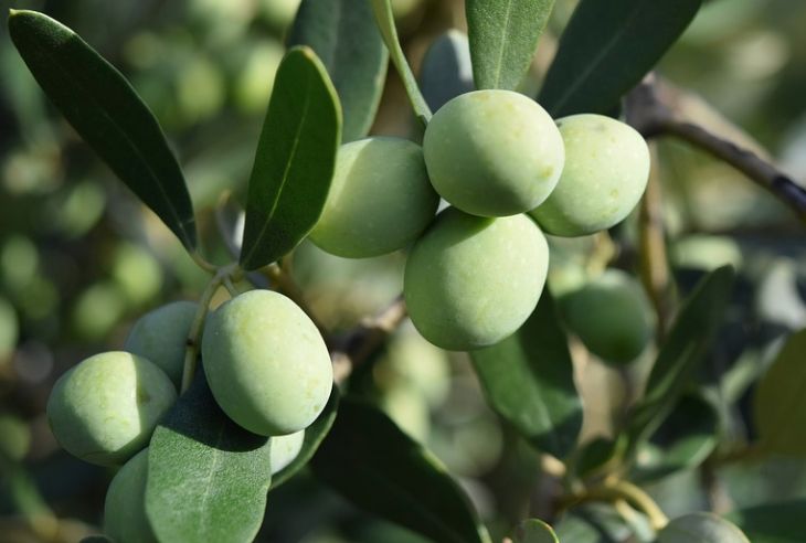 Camminata tra olivi, promozione Sardegna con eccellenze agroalimentari