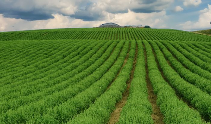 Agricoltura, in Emilia Romagna diventa anche sociale