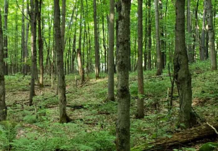 Regione Sardegna assume nuovi agenti forestali, concorso per 78 posti