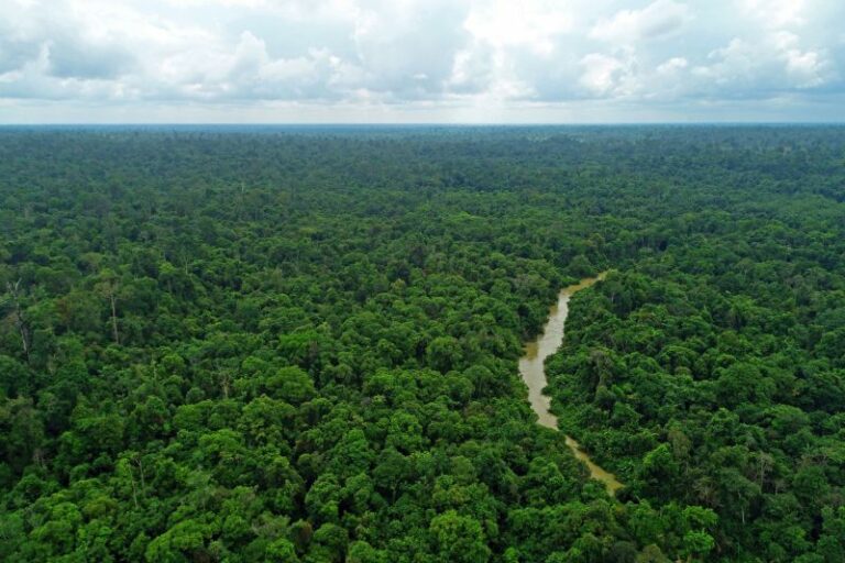 Pirelli e Bmw con Birdlife International per tutelare l’ecosistema in Indonesia