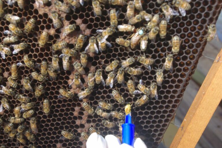 Covid, le api sono in grado di intercettare il virus durante il volo