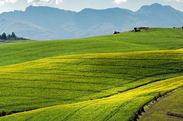 Agricoltura, circa 5 milioni per i giovani in Liguria