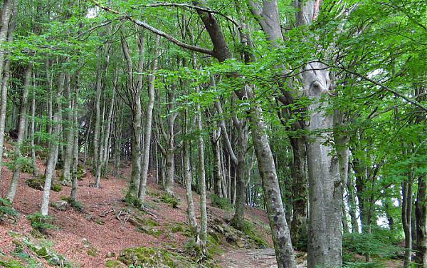 Cop26, Wwf “Attuare con urgenza impegno sulla deforestazione”