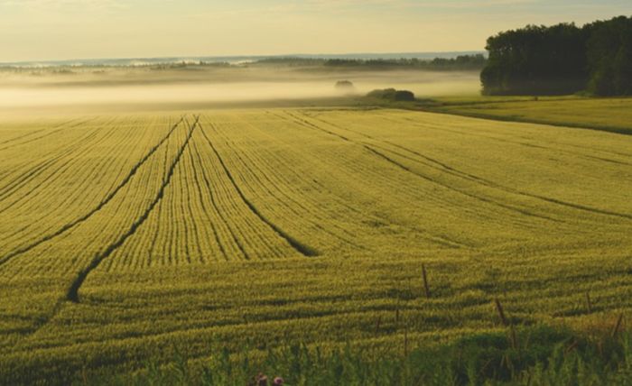 Agricoltura, al via campagna “Coltiviamo la Liguria”