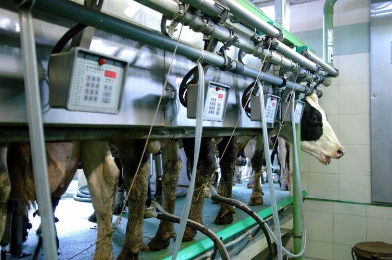 In Italia produzione latte +10-15% nei prossimi 5 anni