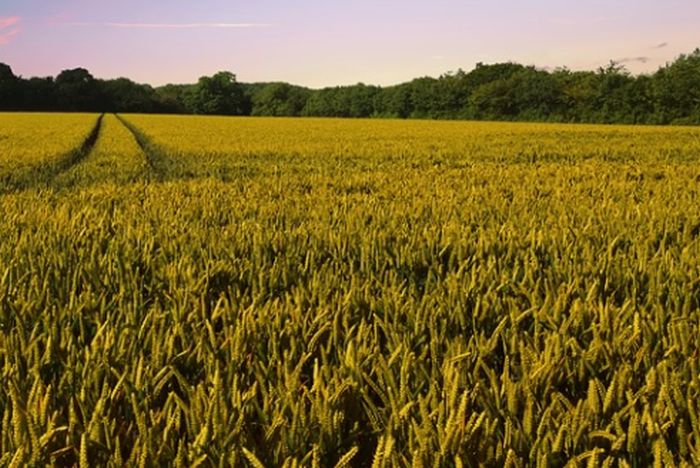 Bando giovani agricoltori in Basilicata, al via incontri sul territorio