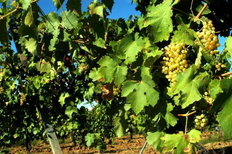 La viticoltura alle prese con le sfide della nuova Pac