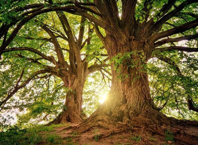 Emilia Romagna corridoio verde con “Mettiamo radici per il futuro”