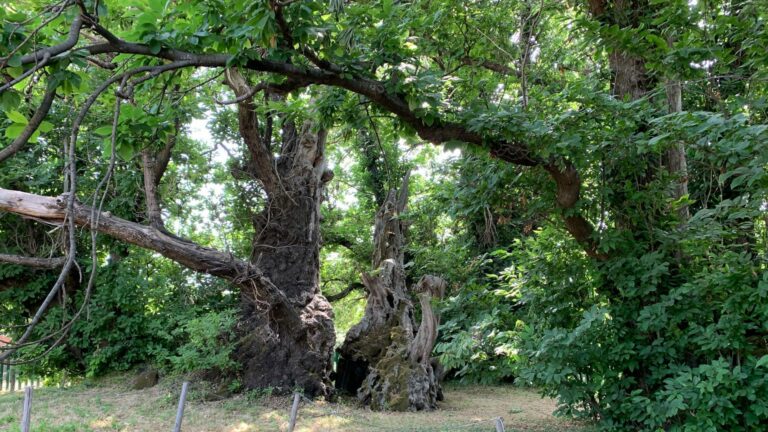 Il “Castagno dei 100 cavalli” dell’Etna è l’albero dell’anno