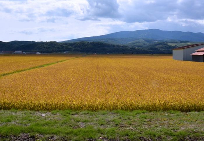 Sardegna, Argea avvia pagamento di altri 58 mln per imprese agricole