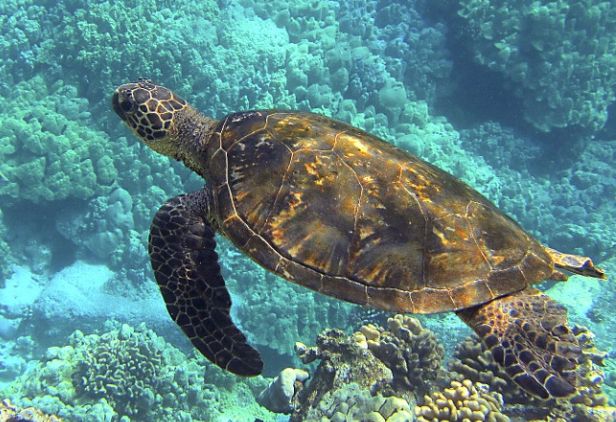 Emilia Romagna rafforza la tutela di tartarughe marine e cetacei