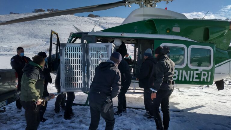 Parco Abruzzo, l’orso Juan Carrito trasferito lontano dai centri abitati