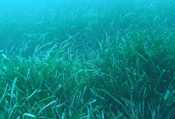 Sardegna, Lampis “1.3 mln ai comuni per gestire posidonia sui litorali”