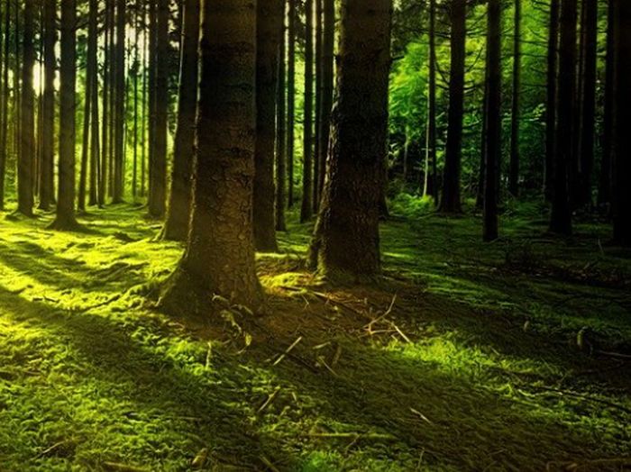 Al via cinque progetti ambientali a Torino, in arrivo 70mila alberi