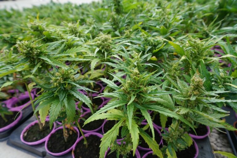 Malta primo paese europeo a legalizzare cannabis per uso ricreativo