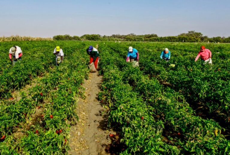 Agricoltura, per la Uila grandi opportunità da cogliere