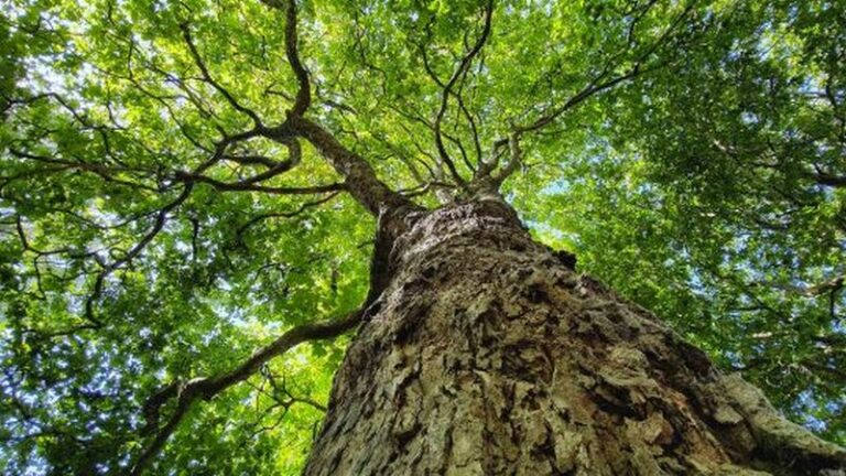 Arbolia e WindTre realizzano un bosco urbano da 1.000 alberi a Taranto
