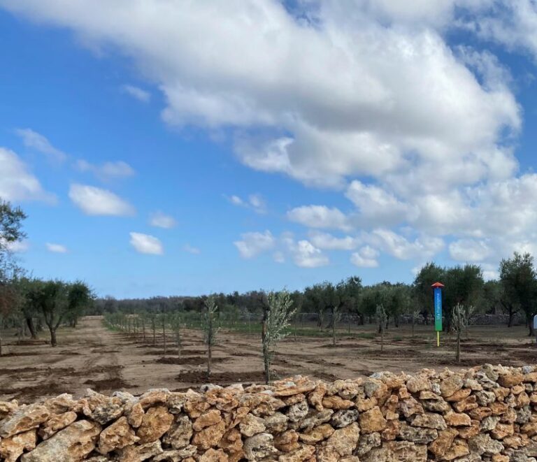 Snam, piantati oltre 2.500 ulivi nelle province di Lecce e Brindisi