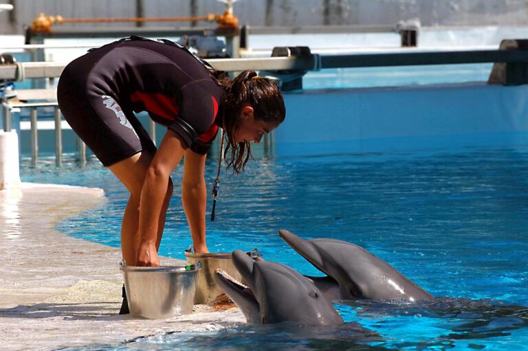 Cnr-Irbim, un algoritmo può salvare i delfini