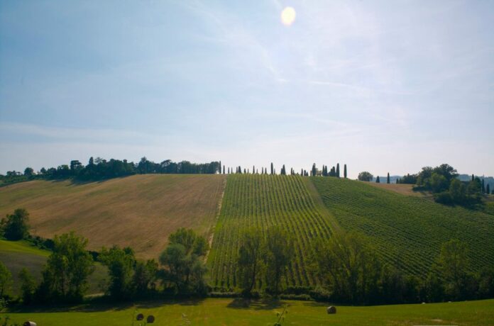 TENUTE FERRARINI
GRUPPO
TENUTA AGRICOLA AGRICOLE
FATTORIA FATTORIE