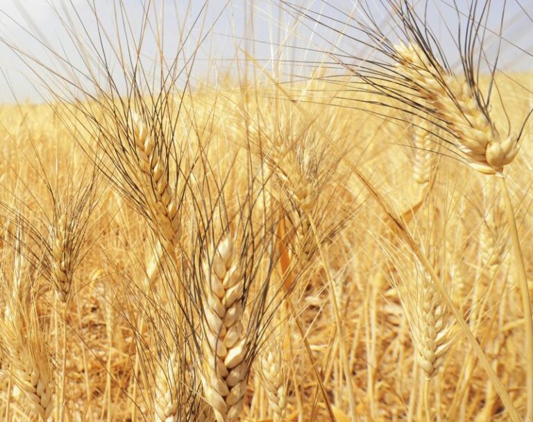 Confagricoltura “Tagli export grano da Russia senza conseguenze per Ue”