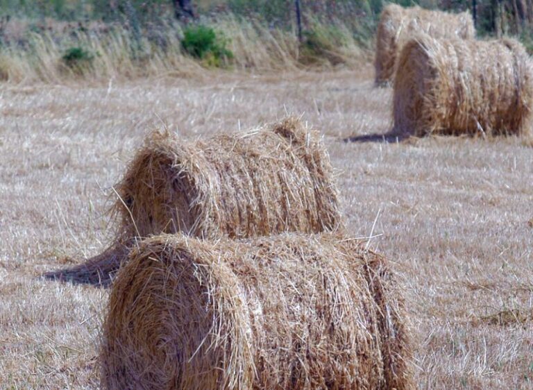 Sardegna, Lampis “800mila euro contro l’invasione delle cavallette”