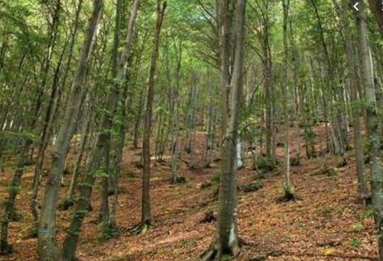 In Lombardia oltre 600mila ettari di foreste, +3% in 10 anni