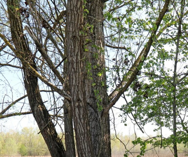 300 mila euro agli enti gestori del demanio forestale in Emilia Romagna