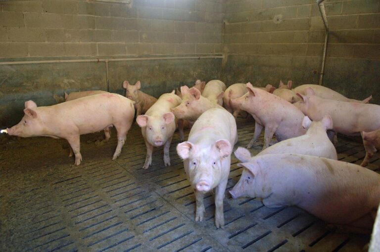 Peste suina. Liguria, Piana chiede rimborso danni al Ministero