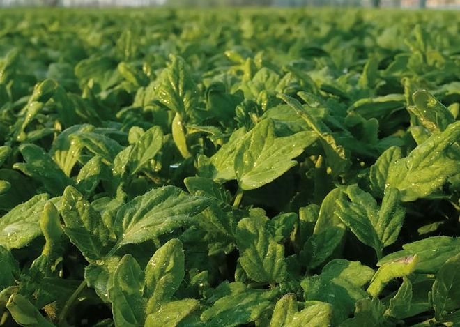 Accordo Regione Toscana-Accademia Georgofili per agricoltura del futuro