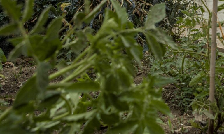 Lotta a cimice asiatica, in liquidazione 11,5 mln a imprese emiliane