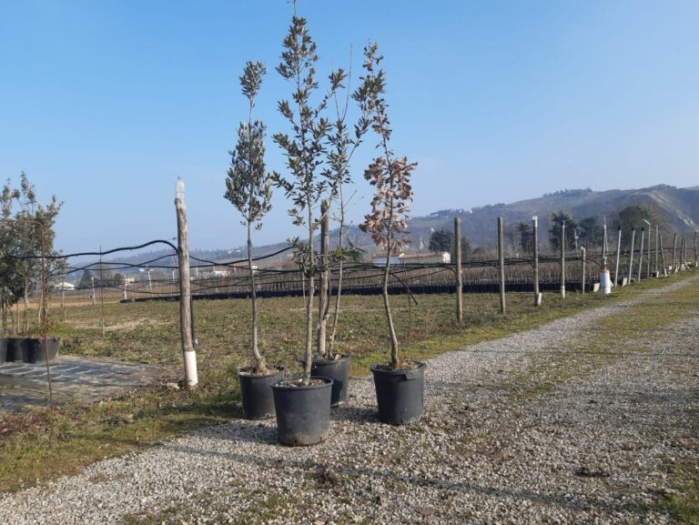 E.Romagna, da Regione un albero per ogni bambino nato o adottato
