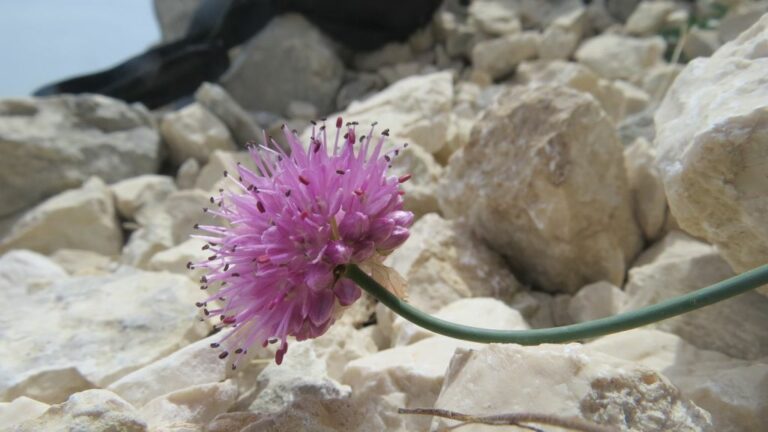 Scoperta una nuova specie floreale in riserva Duchessa nel rietino