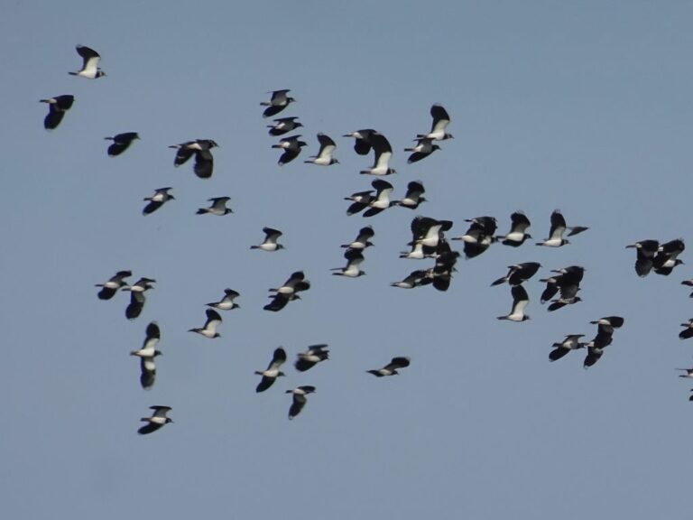Sondaggio Wwf, per il 76% degli italiani la caccia andrebbe vietata