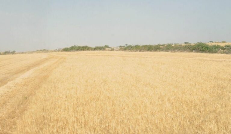 Murgia “Il governo sostenga le aziende agricole in Sardegna”