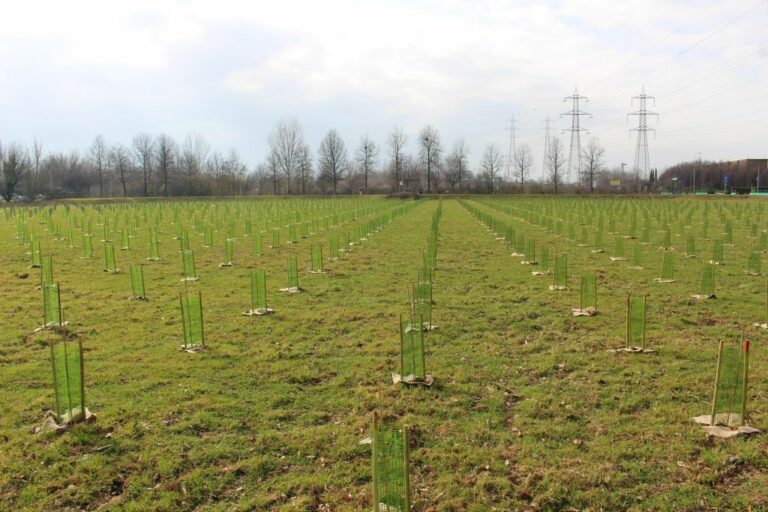 A San Giuliano Milanese il bosco urbano Arbolia con 2 mila piante
