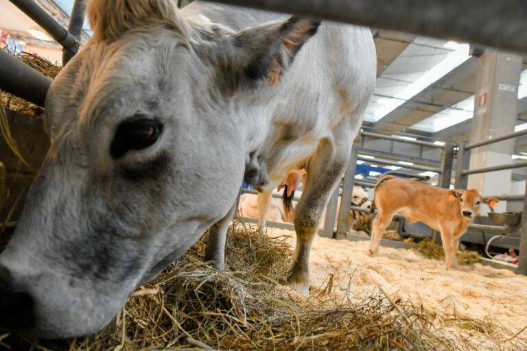 Fieragricola-Clal, verso un mercato del latte positivo