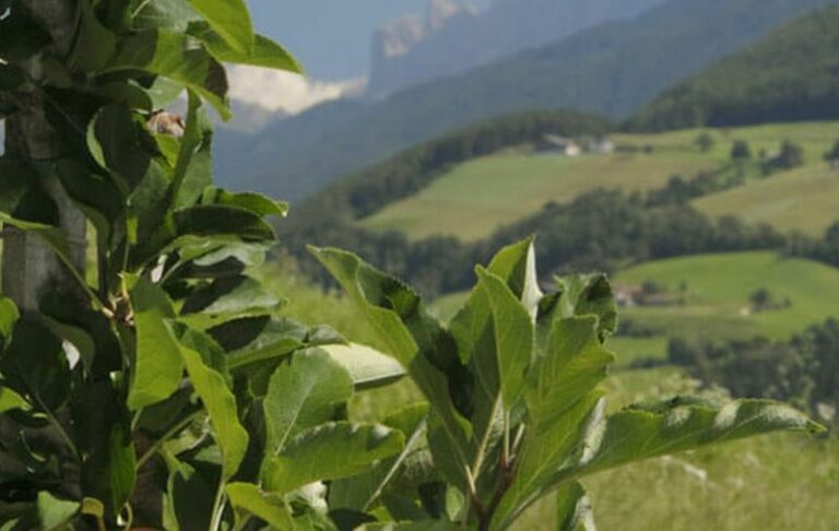 Agricoltura, Solinas “Rilanciare il settore e tavolo filiera”