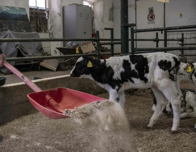 40 mln per le aziende zootecniche sarde, Solinas “Manteniamo gli impegni”