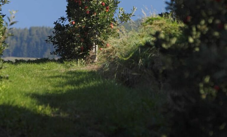 Agricoltura, 25 milioni per i nuovi bandi del Psr Lazio