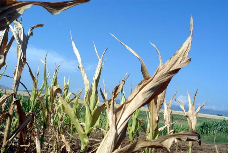 Prosegue corsa dei futures delle principali materie prime agricole