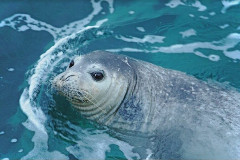 Mediterraneo, Milano-Bicocca sulle tracce della foca monaca