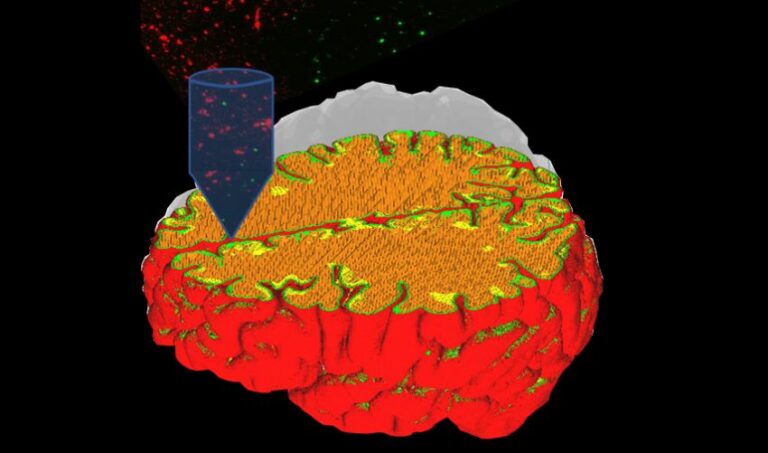 Da Politecnico Milano e Humanitas University tessuti neuronali in 3D