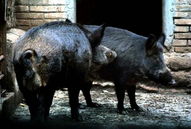 Peste Suina, al via in Piemonte il piano di depopolamento dei cinghiali