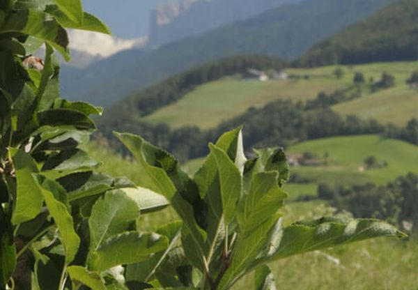 Dal Psr 30 milioni a sostegno dell’agricoltura nelle zone montane della Calabria