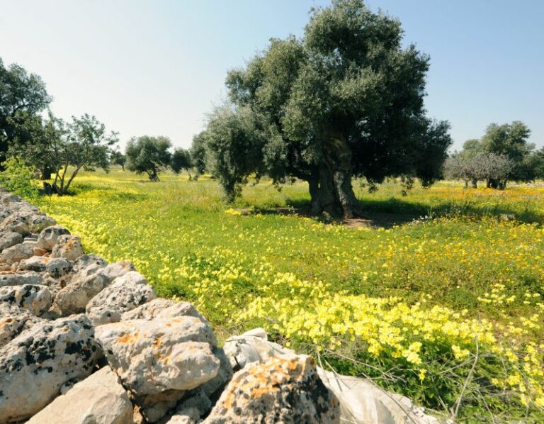Cooperative di comunità in Toscana, arriva il nuovo bando