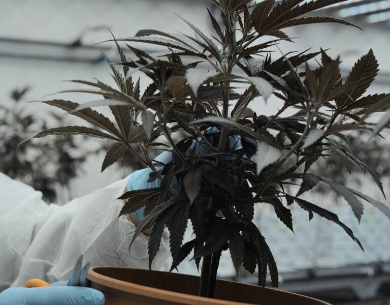 Canapa legale, via libera al testo unificato in Sardegna