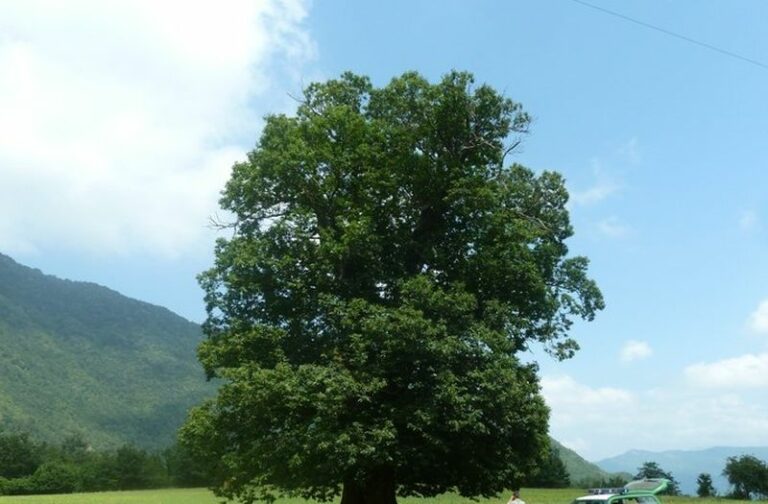 Alberi monumentali in Emilia Romagna, nuove risorse per la conservazione