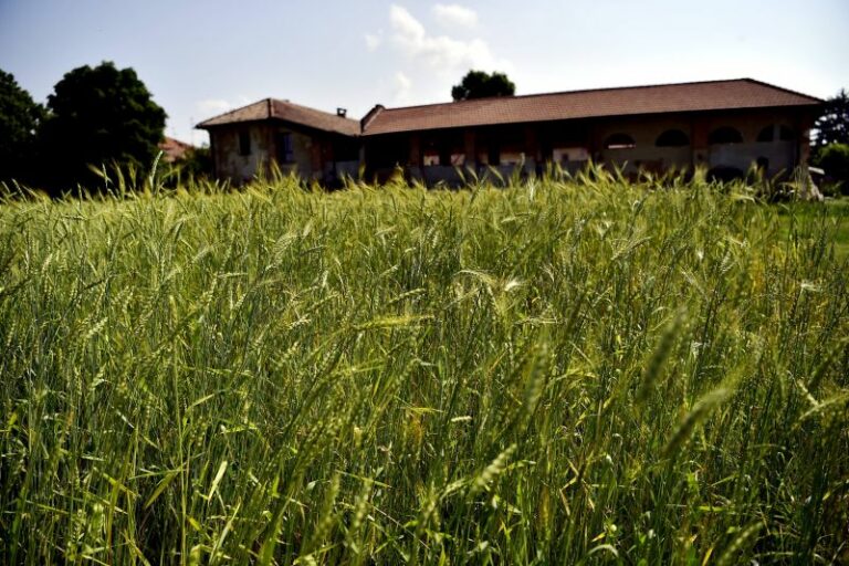 Grano duro, allo studio nuove varietà più resistenti