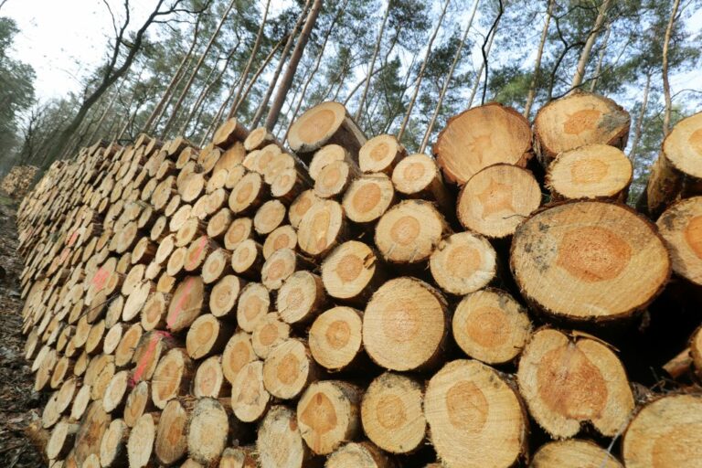 Produzione di legname in Italia a rischio per inquinamento da ozono